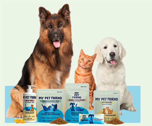 Suplementos para perros mayores: guía 2025 | My Pet Friend