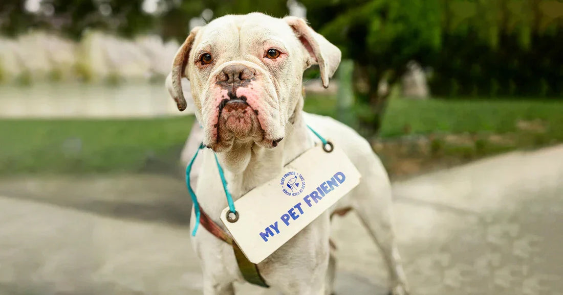 Perro mayor con artrosis corriendo tras tomar suplemento natural OMNIBALANCE 360 de My Pet Friend
