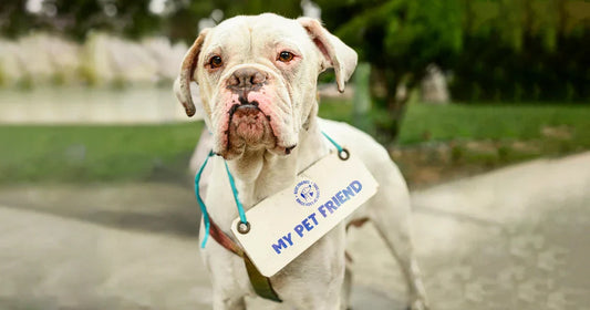 Perro mayor con artrosis corriendo tras tomar suplemento natural OMNIBALANCE 360 de My Pet Friend