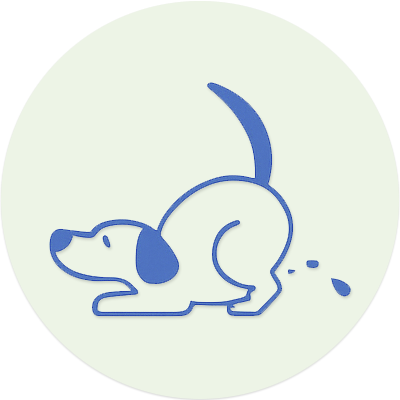 Salud urinaria y prevención de infecciones en gatos | My Pet Friend